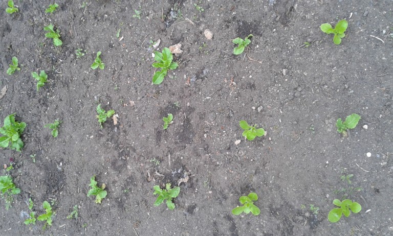 Salate | Gartenutopie