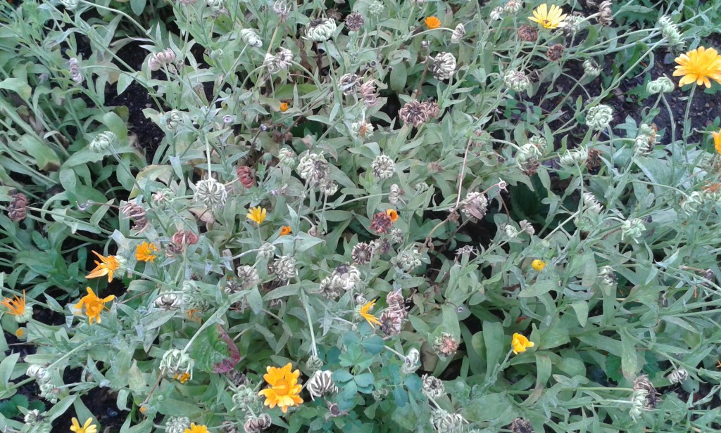 Ringelblumen | Gartenutopie