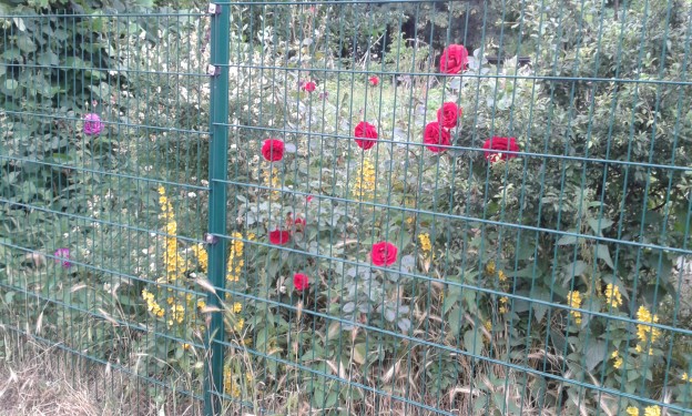 Zaun mit Blumen
