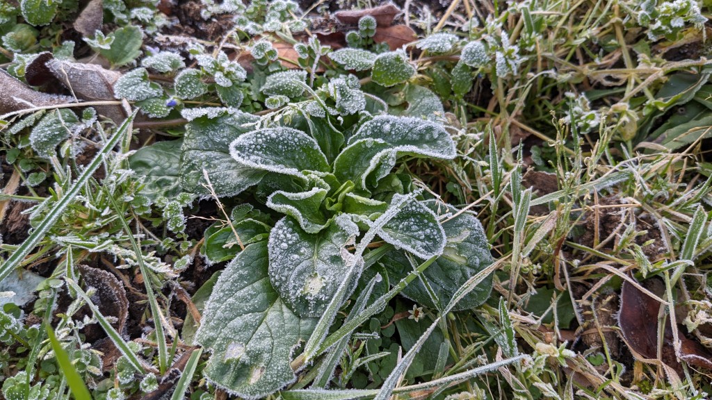 Feldsalat mit Frost überzogen