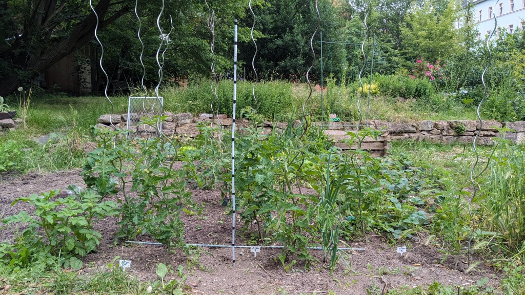 Tomaten im Versuchsbeet